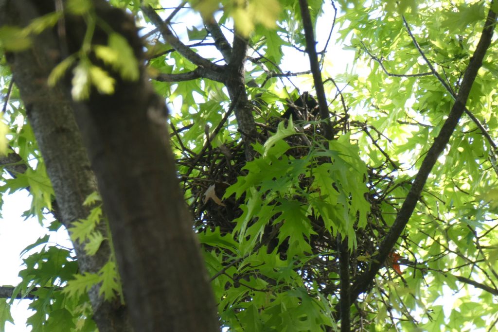 il Birdwatching al tempo del Covid 19