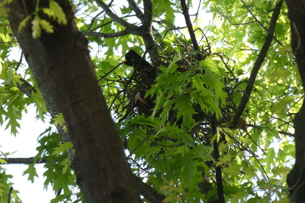 il Birdwatching al tempo del Covid 19