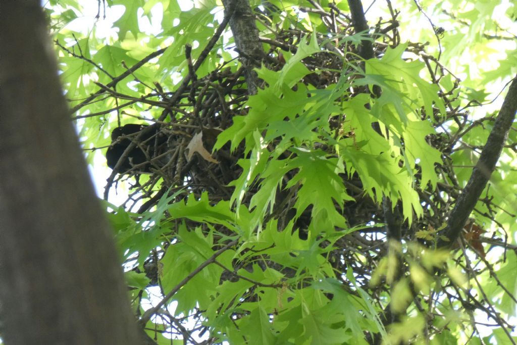 il Birdwatching al tempo del Covid 19