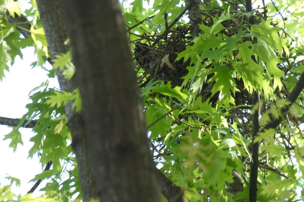 il Birdwatching al tempo del Covid 19