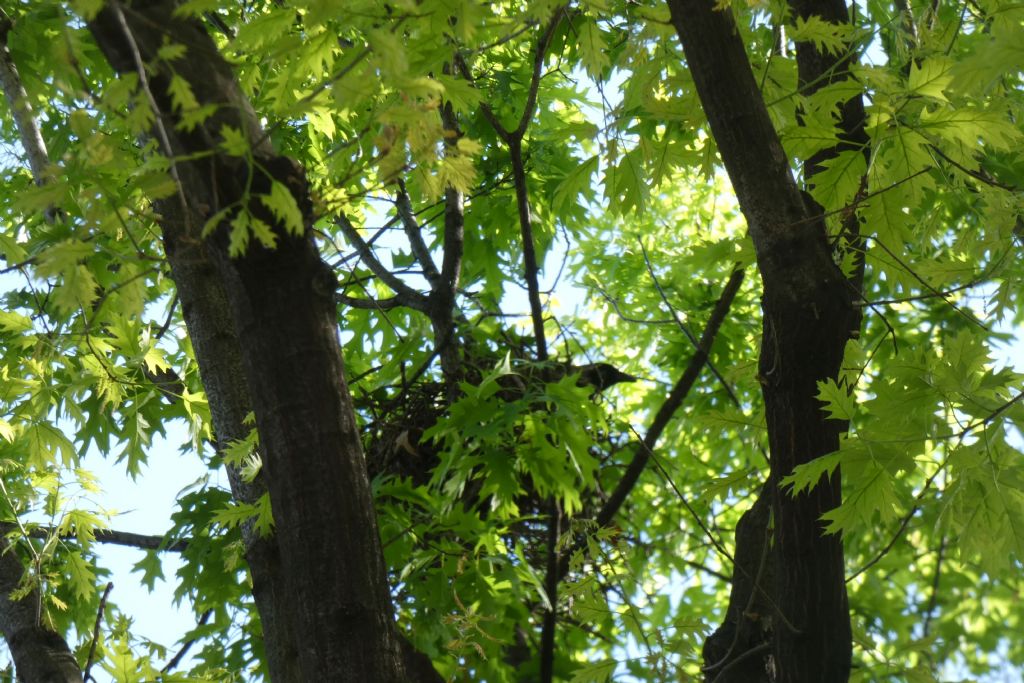 il Birdwatching al tempo del Covid 19