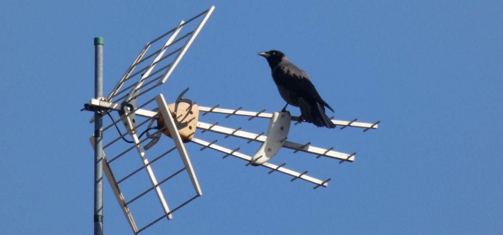 il Birdwatching al tempo del Covid 19