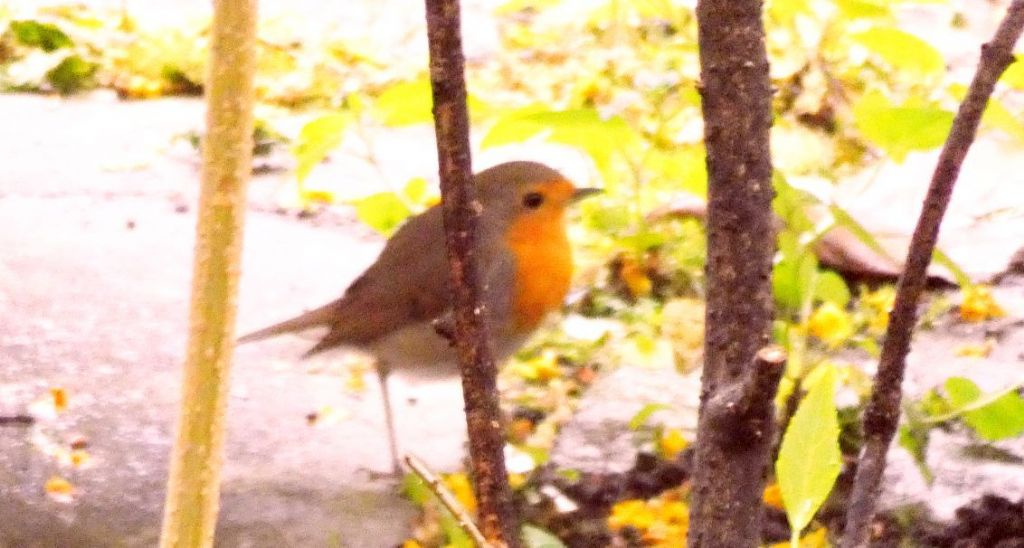 il Birdwatching al tempo del Covid 19