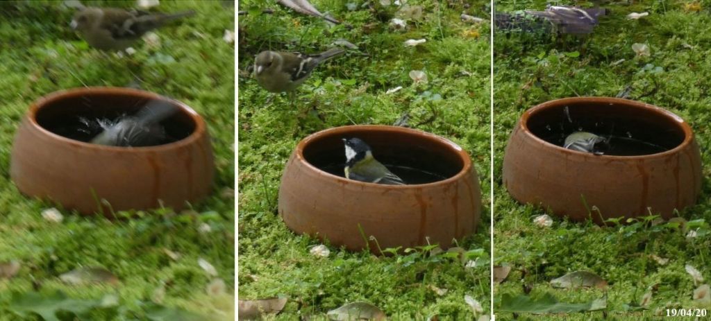 il Birdwatching al tempo del Covid 19