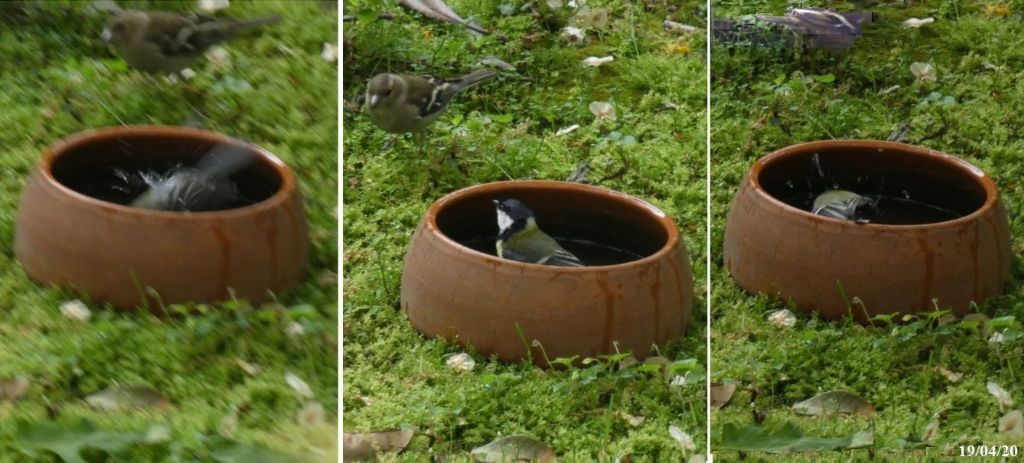 il Birdwatching al tempo del Covid 19