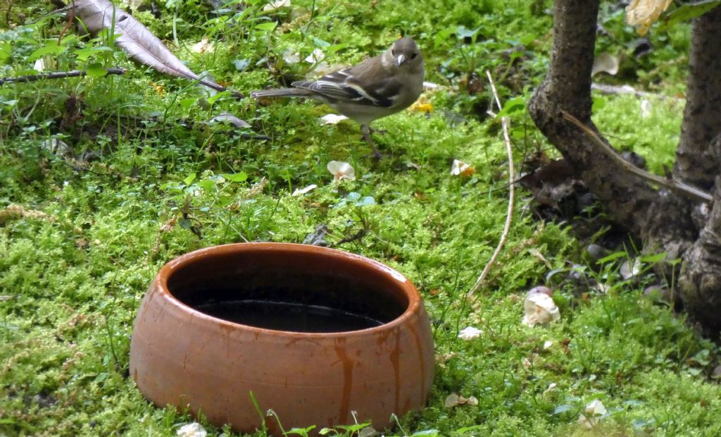 il Birdwatching al tempo del Covid 19