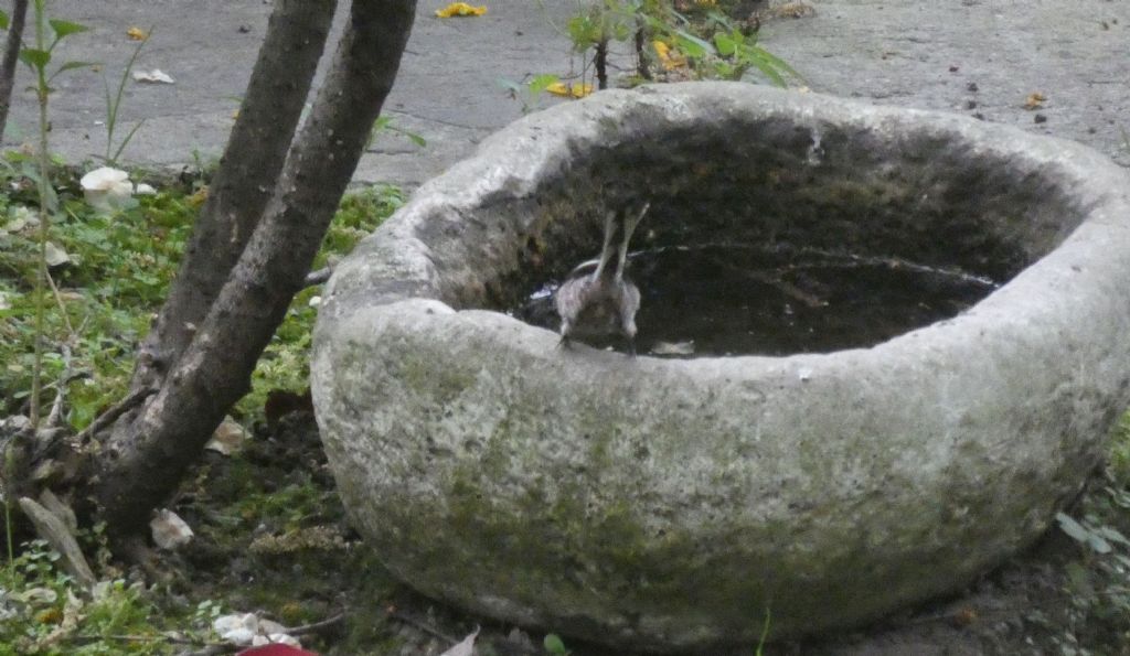 il Birdwatching al tempo del Covid 19