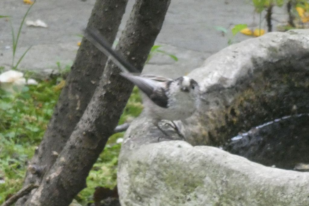 il Birdwatching al tempo del Covid 19