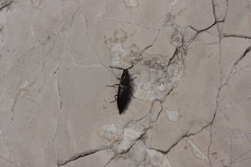 Elateridae Prealpi carniche: Ctenicera pectinicornis
