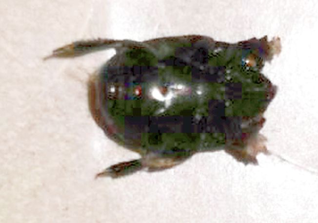 Insetti del legno?  No, Carabidae, Dermestidae (Anthrenus verbasci) e Histeridae