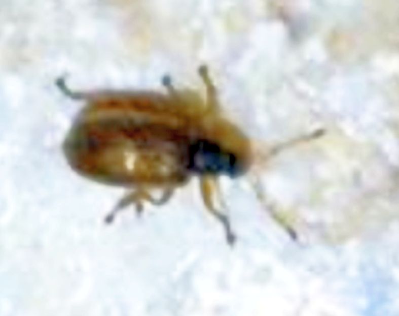Curculionidae: cfr. Phyllobius oblongus