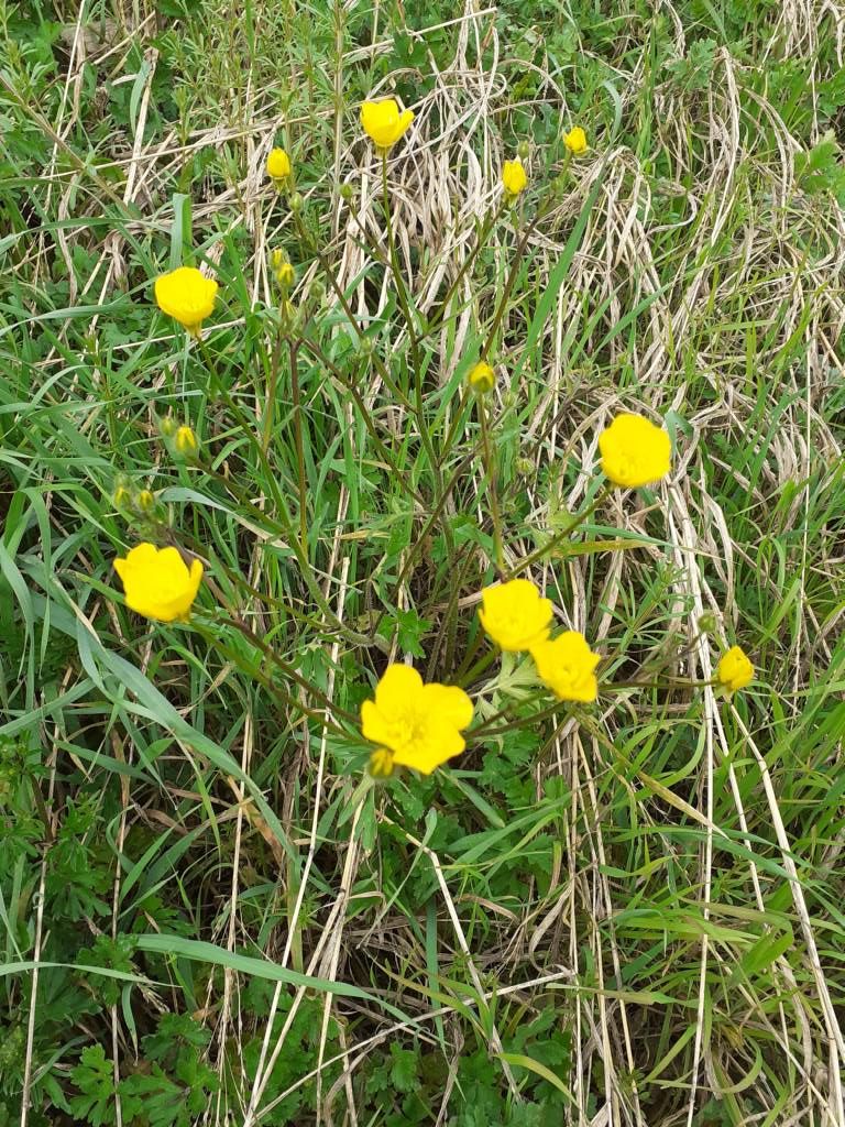 In un lotto incolto:  Ranunculus cfr. bulbosus