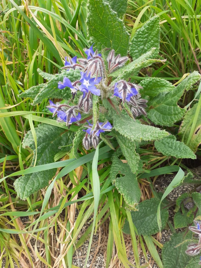 In un lotto incolto: Borago officinalis