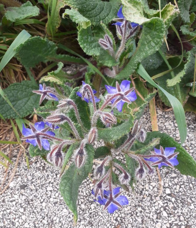 In un lotto incolto: Borago officinalis