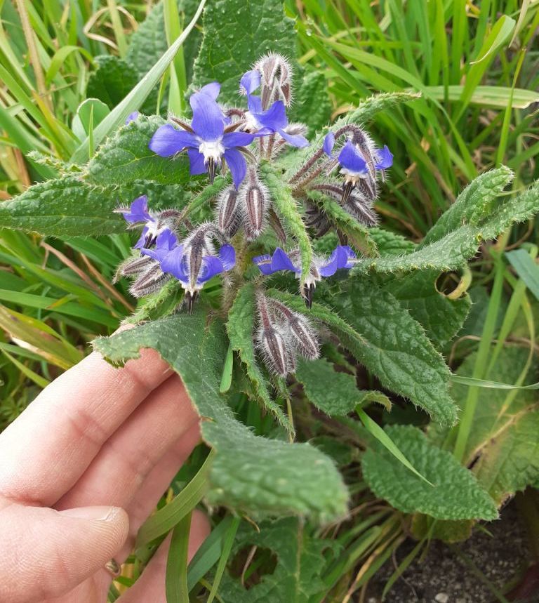 In un lotto incolto: Borago officinalis