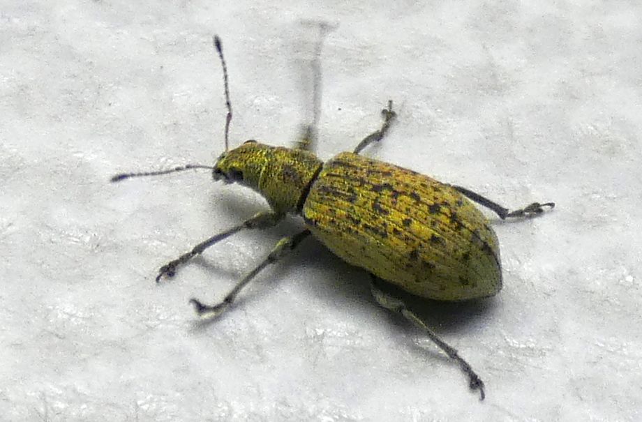 Curculionidae: Polydrusus cervinus, femmina