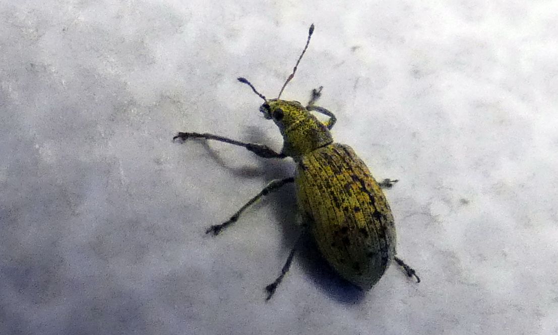 Curculionidae: Polydrusus cervinus, femmina