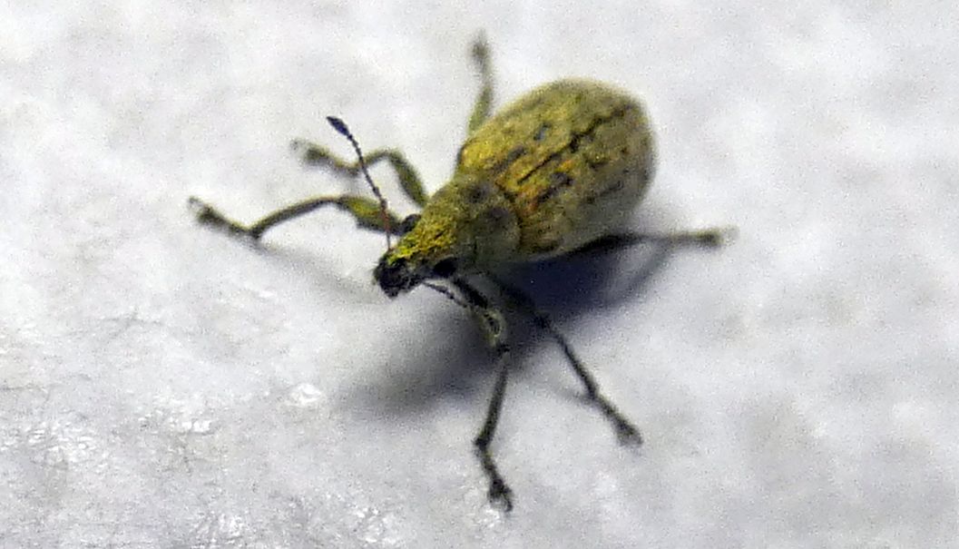 Curculionidae: Polydrusus cervinus, femmina