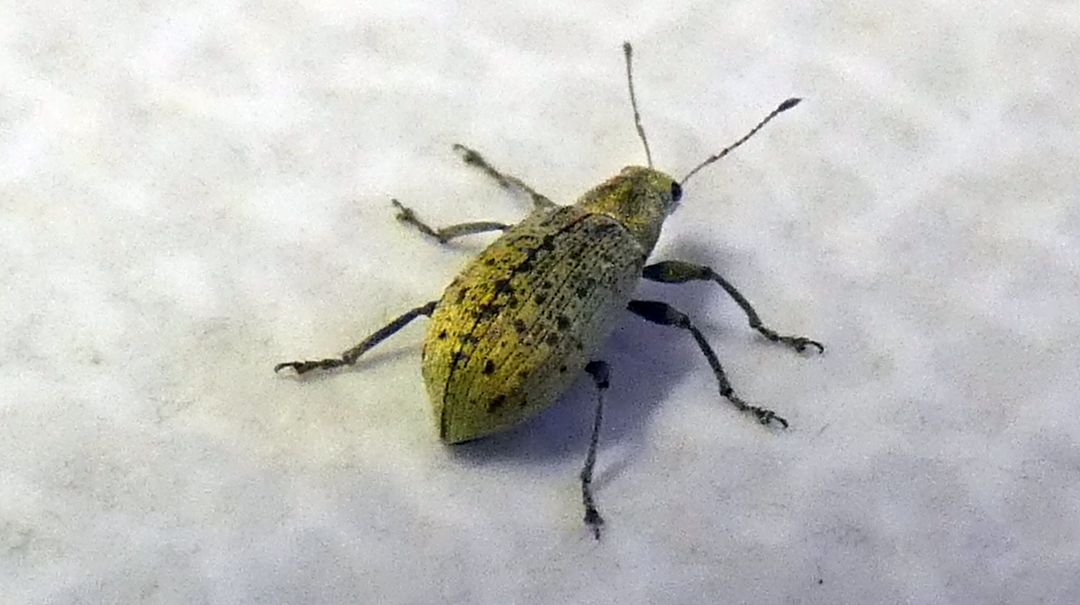 Curculionidae: Polydrusus cervinus, femmina