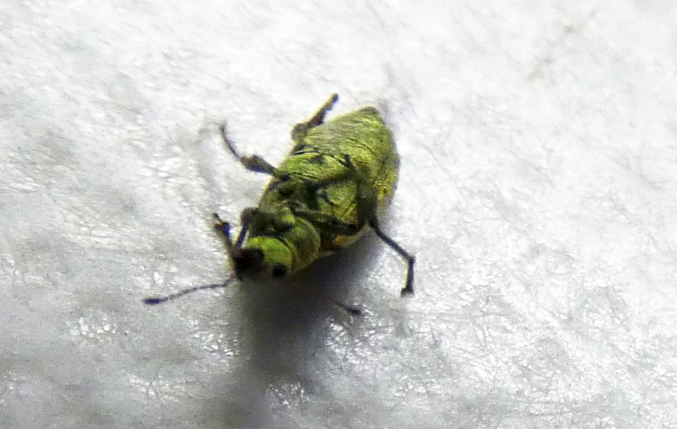 Curculionidae: Polydrusus cervinus, femmina