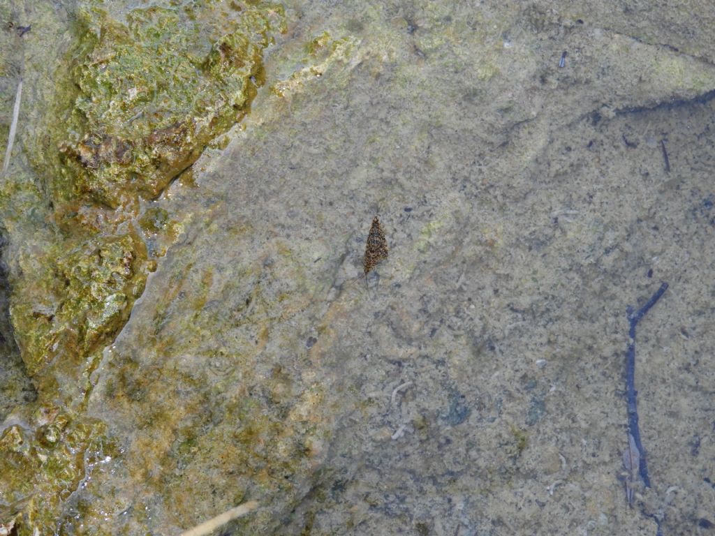 farfalline acquatiche...No, Trichoptera:  Philopotamus sp. (Philopotamidae)