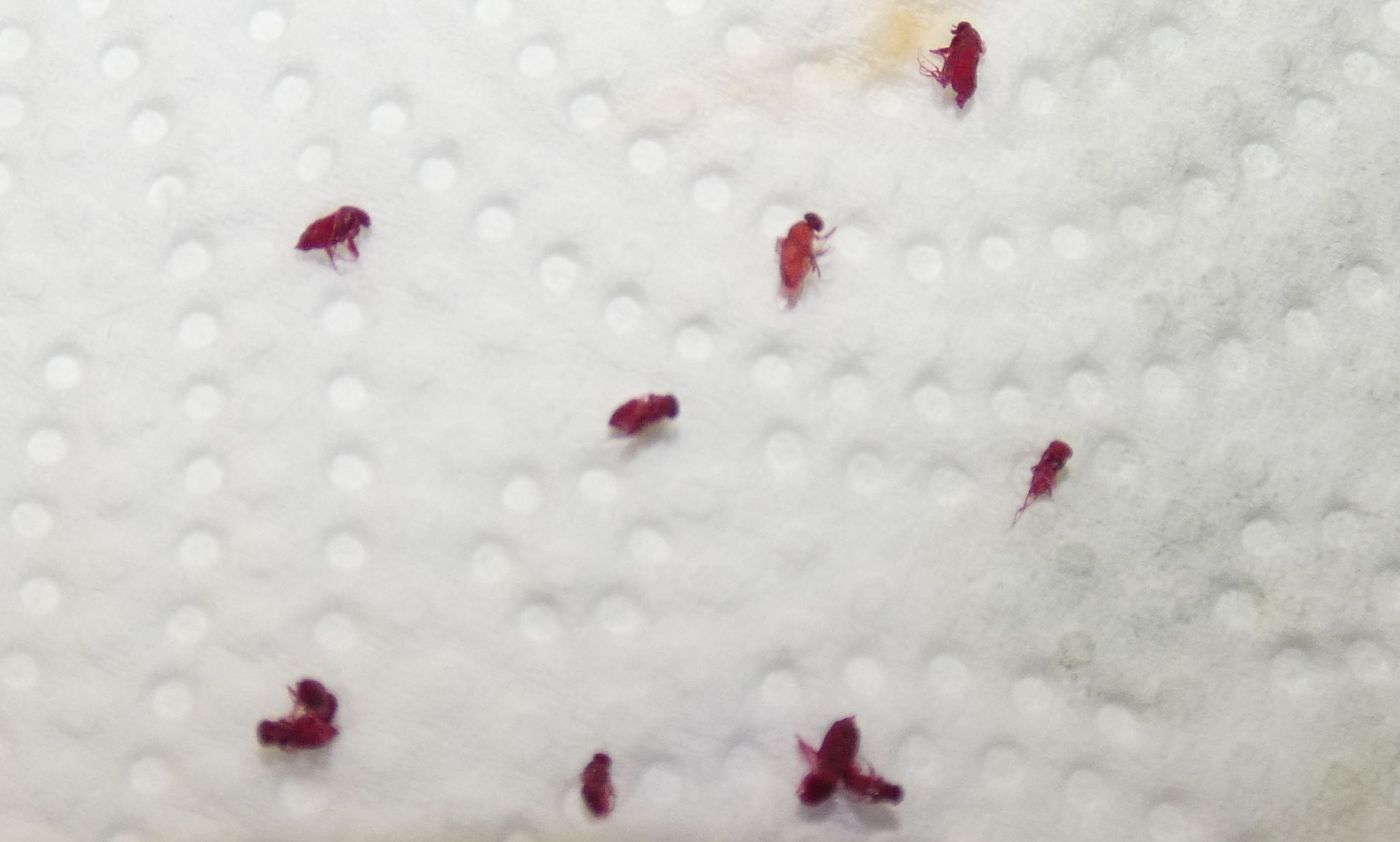 Moscerini alcolisti ? cfr. Drosophila sp.