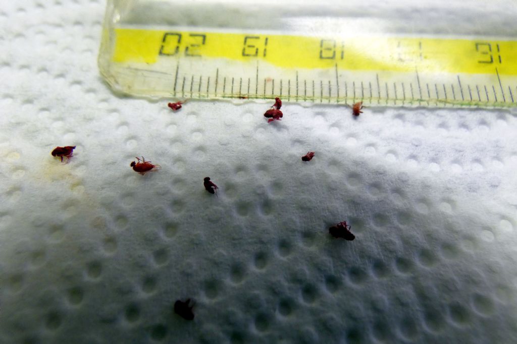 Moscerini alcolisti ? cfr. Drosophila sp.