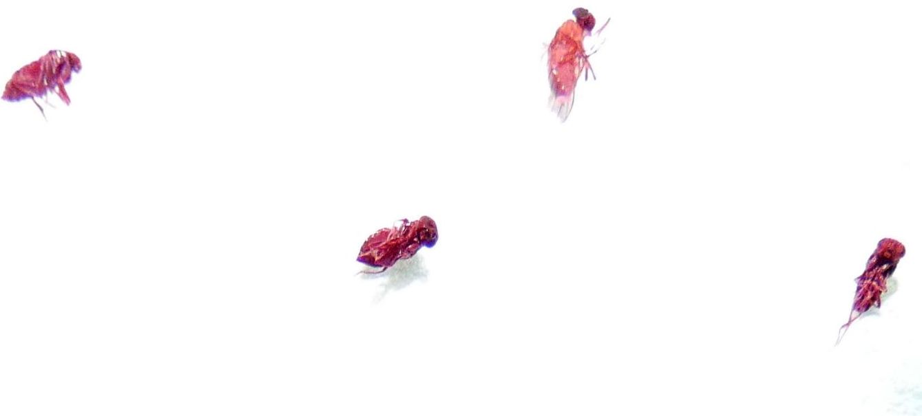 Moscerini alcolisti ? cfr. Drosophila sp.