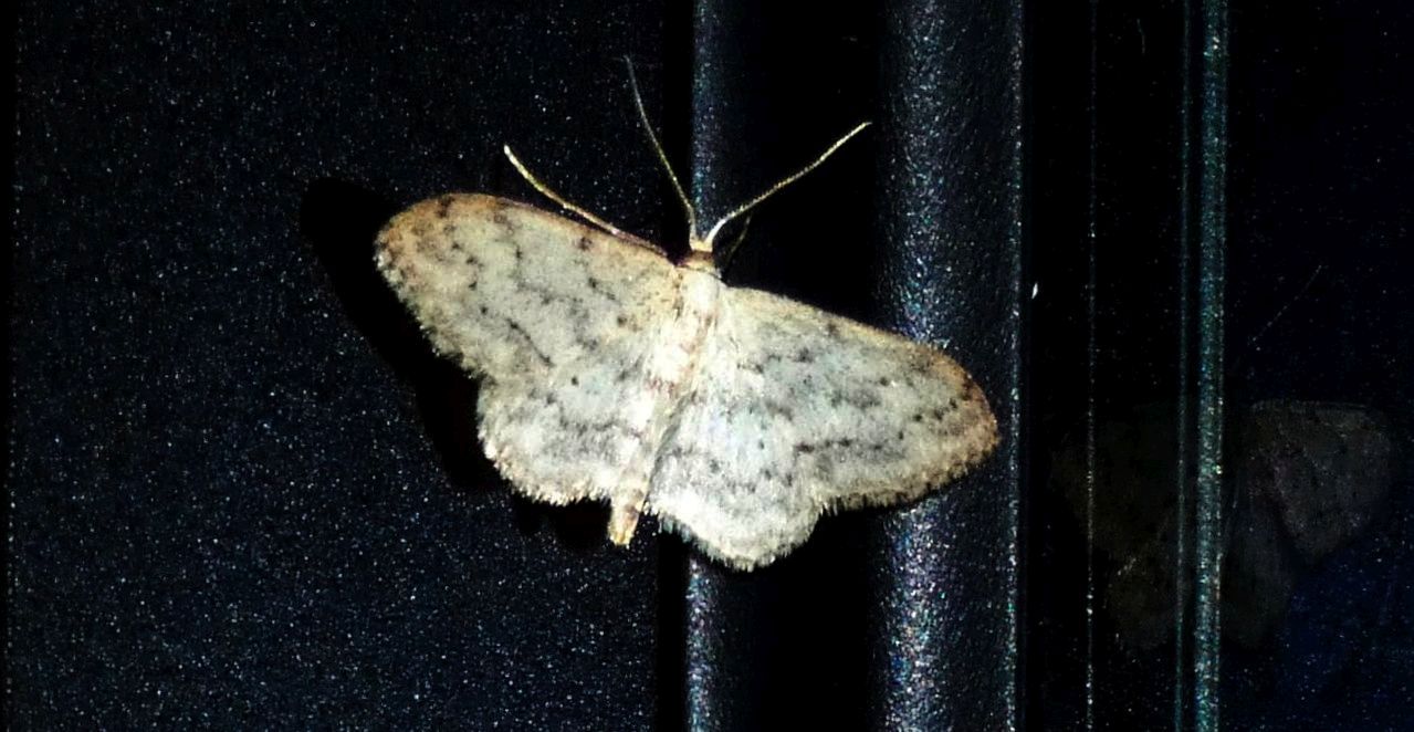 Geometridae: Idaea seriata