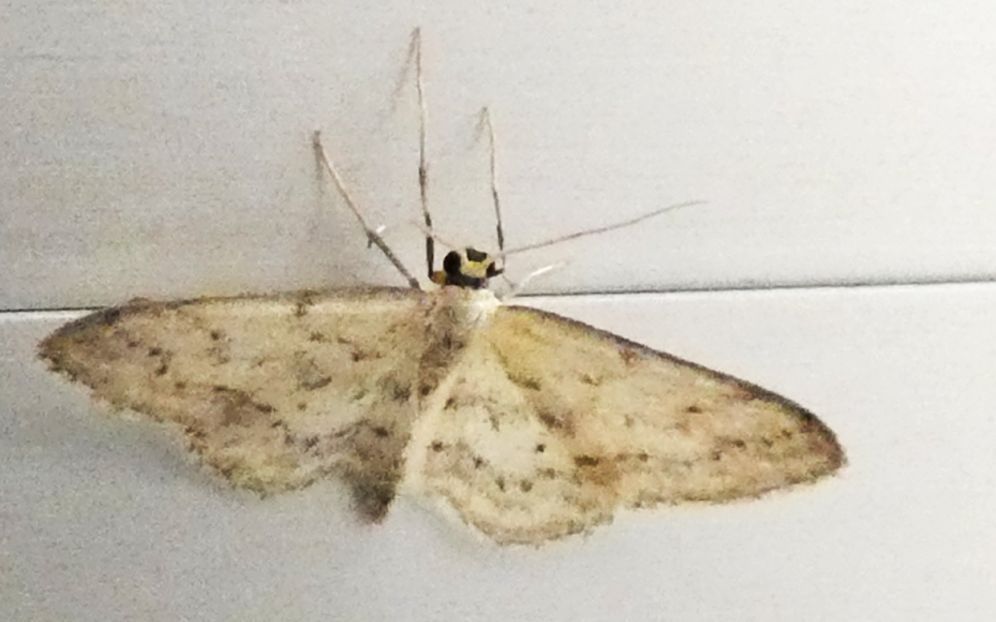 Geometridae: Idaea seriata