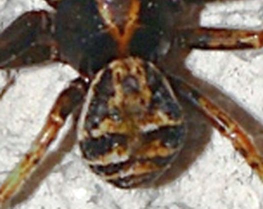 Xysticus sp., maschio - Sassoferrato (AN)