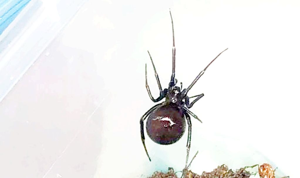 Steatoda grossa - prov. CS