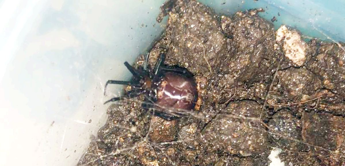 Steatoda grossa - prov. CS