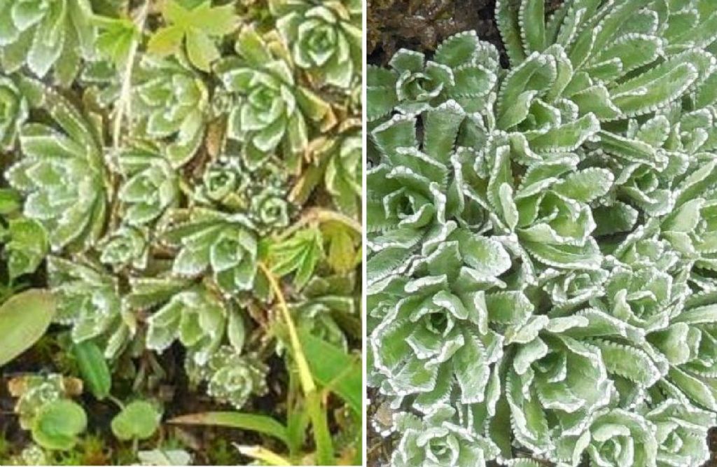 Saxifraga paniculata e Saxifraga aizoides