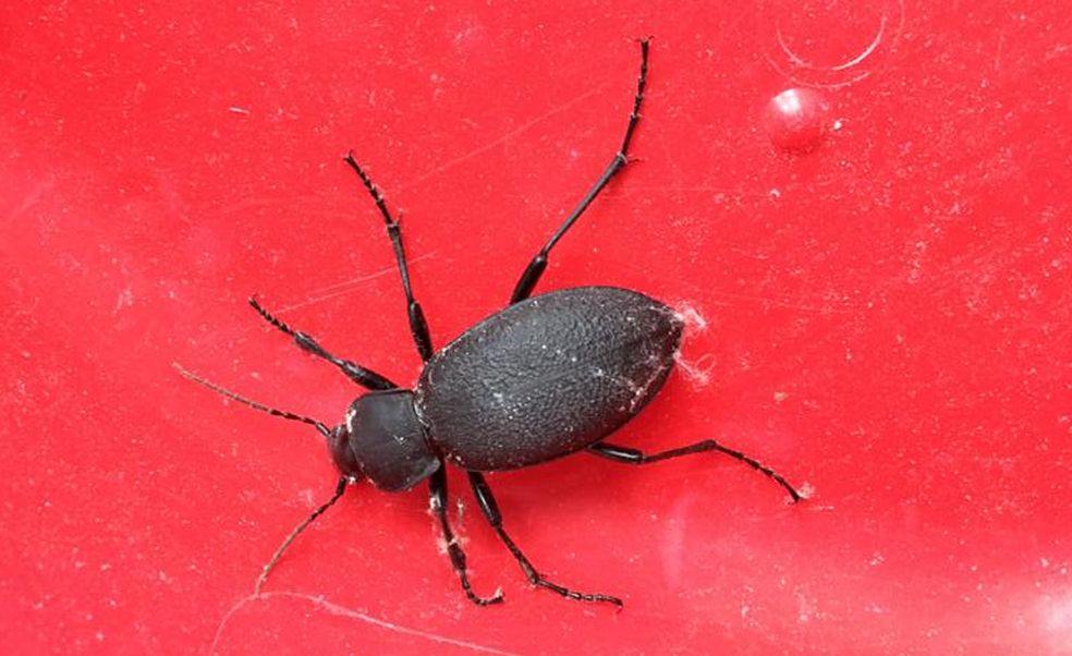 Tenebrionidae: Blaps? No, Carabidae: Carabus coriaceus