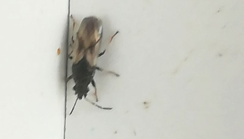 Piccoli insetti neri con ali: Lygaeidae: Metopoplax ditomoides