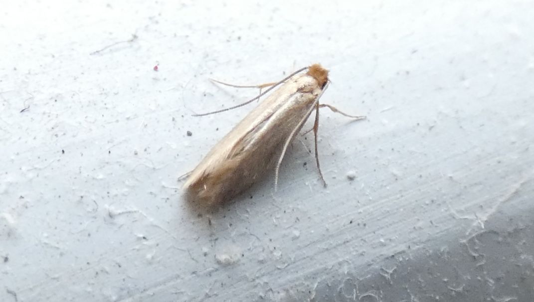 Tineola bisselliella - Tineidae