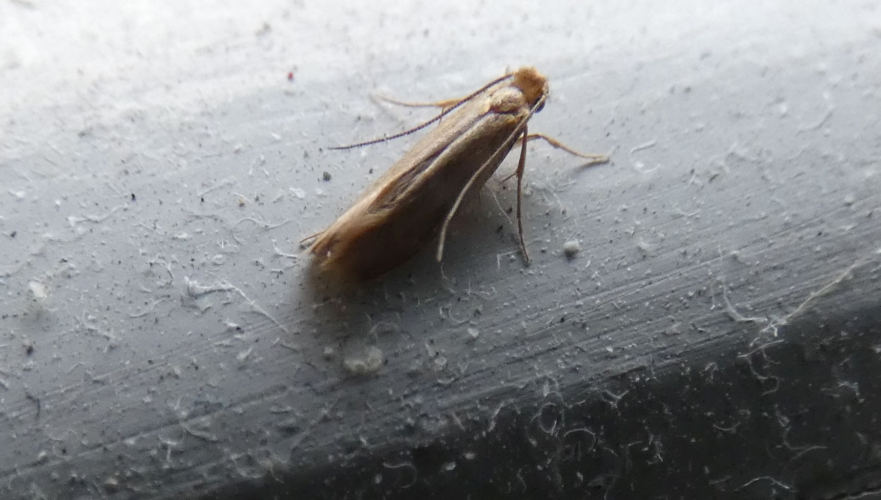 Tineola bisselliella - Tineidae