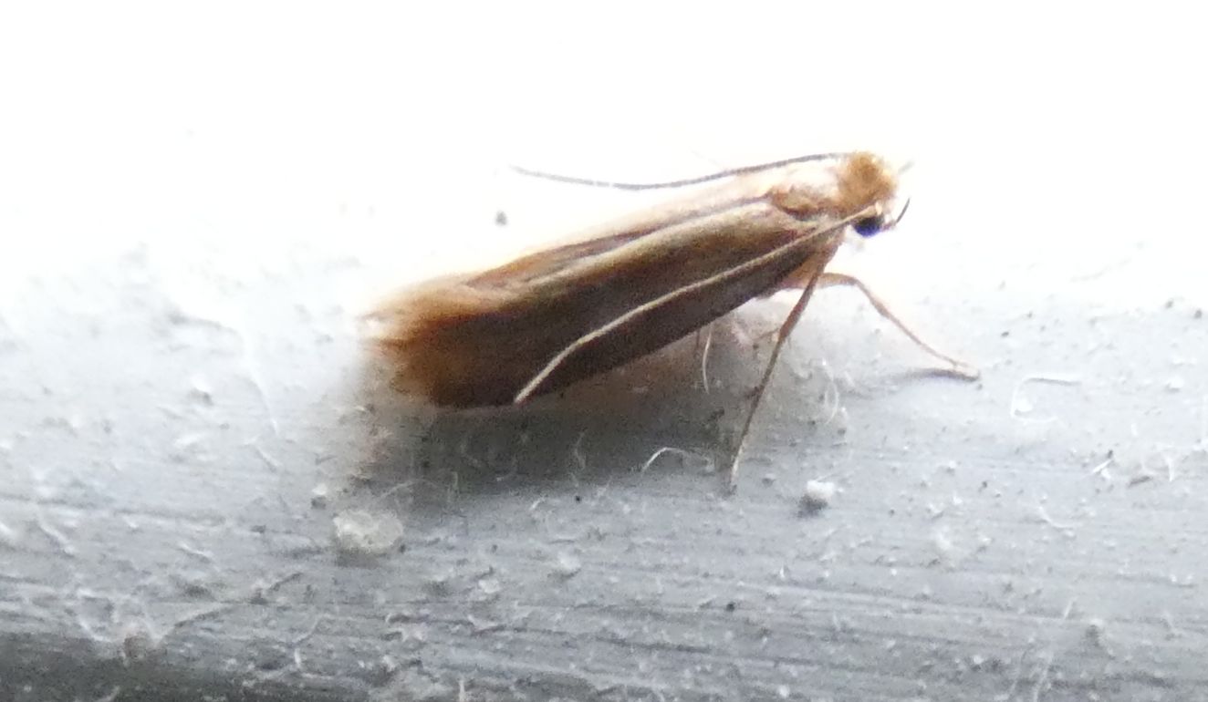 Tineola bisselliella - Tineidae