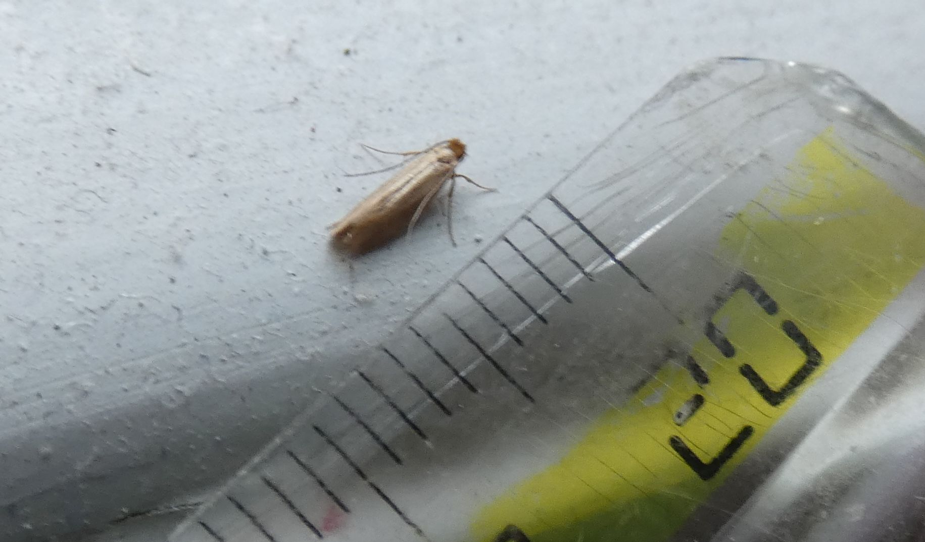 Tineola bisselliella - Tineidae
