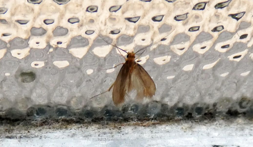 Tineola bisselliella - Tineidae