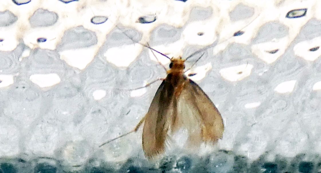 Tineola bisselliella - Tineidae