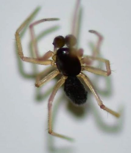 Ragnetto da identificare