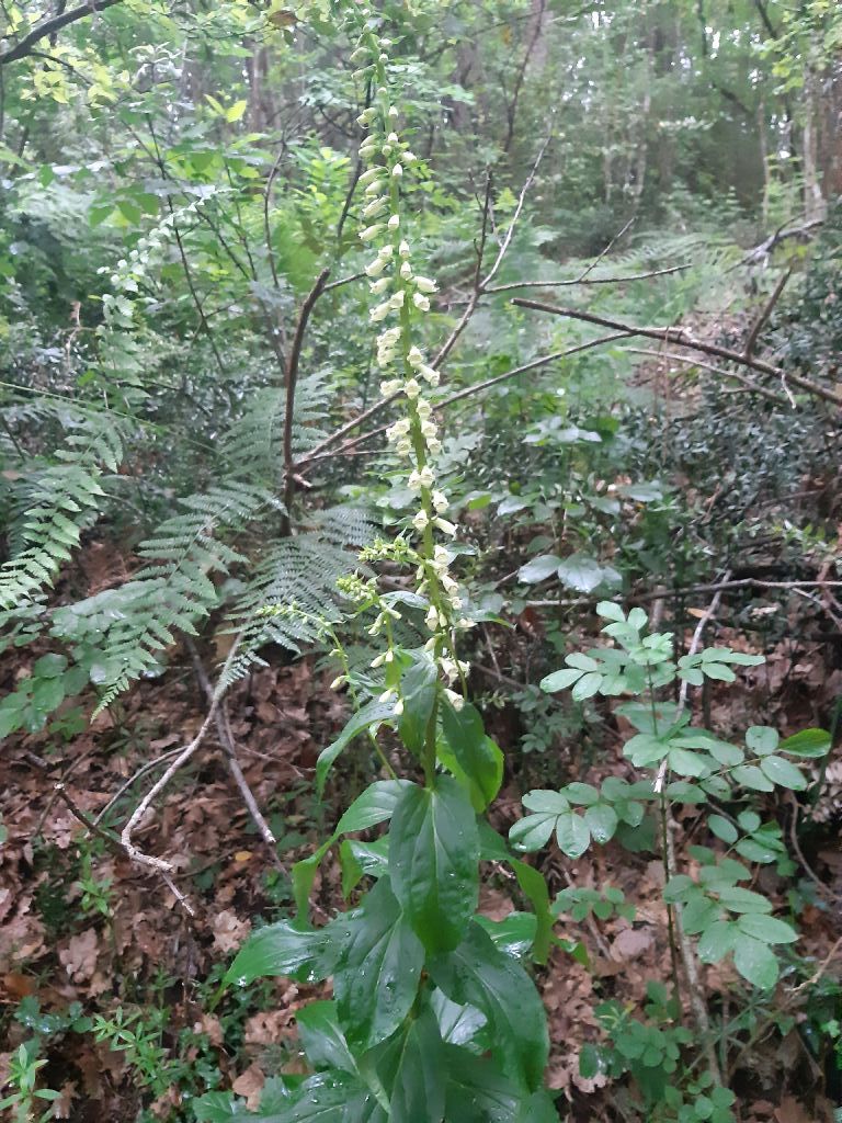 Digitalis lutea? S !