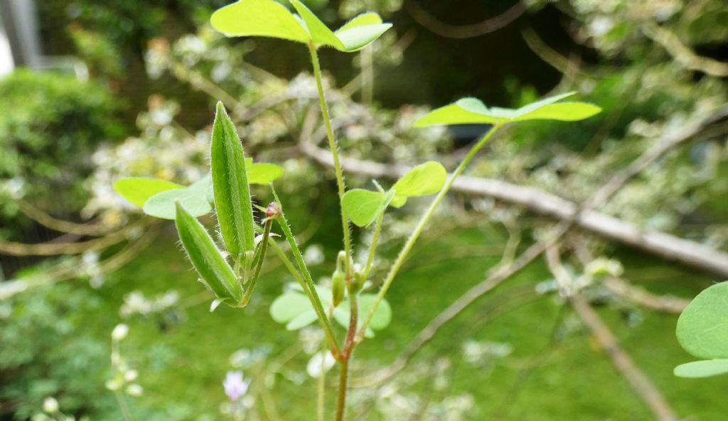 Oxalis con fiori cleistogami: Oxalis corniculata