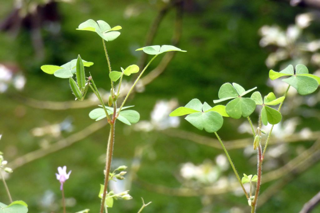 Oxalis con fiori cleistogami: Oxalis corniculata
