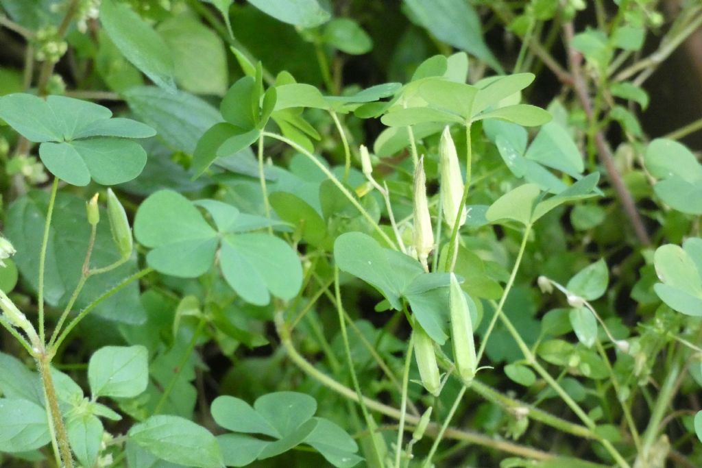 Oxalis con fiori cleistogami: Oxalis corniculata