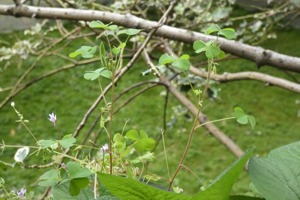 Oxalis con fiori cleistogami: Oxalis corniculata