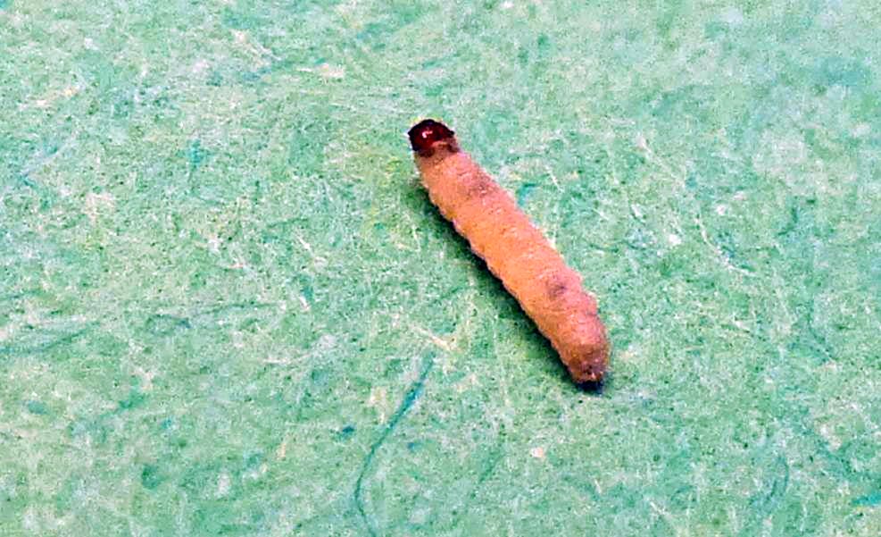 Larva  di Tineola bisseliella - Tineidae