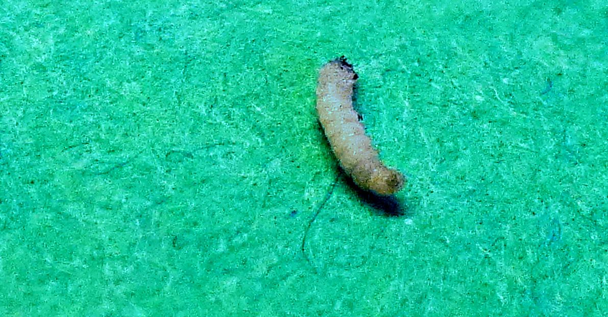 Larva  di Tineola bisseliella - Tineidae